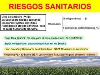 RIESGOS SANITARIOS Dres de la Rovira i Virgili Estudio sobre riesgos sanitarios Indagaron revistas científicas Potenciadles efectos adversos  para la salud humana de los OMG. 10 estudios 5 independiente  SI 5 compañías biotecnológicas NO Caso Maiz Starlink: No apto para el consumo humano: ALERGENICO. Japón se detectaron papas transgénicas en los Snacks Gran Bretaña y Dinamarca se detecto Maiz  GA21 Monsanto no autorizado Programa PL 480 Bolivia USA: Les enviaron  Maiz Starlink para consumo humano… 