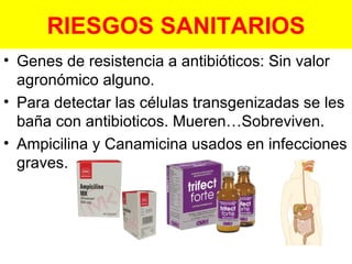 Genes de resistencia a antibióticos: Sin valor agronómico alguno. Para detectar las células transgenizadas se les baña con antibioticos. Mueren…Sobreviven. Ampicilina y Canamicina usados en infecciones graves. RIESGOS SANITARIOS 