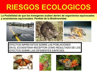 RIESGOS ECOLOGICOS La Posibilidad de que los transgenes acaben dentro de organismos equivocados  y ecosistemas equivocados. Perdida de la Biodiversidad. EFECTOS IMPREVISTOS SOBRE LAS POBLACIONES EN EL ECOSISTEMA RECEPTOR COMO RESULTADO DE LOS EFECTOS SOBRE LAS DIFERENTES ESPECIES. 