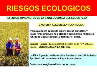 RIESGOS ECOLOGICOS EFECTOS IMPREVISTOS EN LA BIOGEOQUIMICA DEL ECOSISTEMA BACTERIA KLEBSIELLA PLANTICOLA Para que fuera capaz de digerir restos agrícolas y  Madereros produciendo etanol y sedimentos minerales Utilizados para compost y fertilizar el suelo. Michel Holmes   Tesis doctoral: Efectos de la KP* sobre el Suelo:  ESTERILIZABA LA TIERRA. La EPA Agencia de Protección Ambiental de USA lo había Aprobado sin estudios de impacto ambiental. Desastre ecológico evitado por un pelo. 