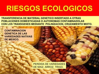 RIESGOS ECOLOGICOS TRANSFERENCIA DE MATERIAL GENETICO INSERTADO A OTRAS POBLACIONES DOMESTICADAS O AUTONOMAS CONTAMINADOLAS CON LOS TRANSGENES MEDIANTE  POLINIZACION, CRUZAMIENTO MIXTO. CONTAMINACION GENETICA CONTAMINACION GENETICA DE LAS VARIEDADES NATIVAS  DE MEXICO. PERDIDA DE VARIEDADES DE MAIZ, ARROZ, TRIGO. 