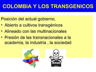 COLOMBIA Y LOS TRANSGENICOS Posición del actual gobierno. Abierto a cultivos transgénicos Alineado con las multinacionales Presión de las transnacionales a la academia, la industria , la sociedad 