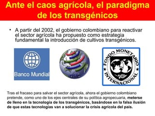 Ante el caos agrícola, el paradigma de los transgénicos A partir del 2002, el gobierno colombiano para reactivar el sector agrícola ha propuesto como estrategia fundamental la introducción de cultivos transgénicos. Tras el fracaso para salvar el sector agrícola, ahora el gobierno colombiano pretende, como uno de los ejes centrales de su política agropecuaria,  meterse de lleno en la tecnología de los transgénicos, basándose en la falsa ilusión de que estas tecnologías van a solucionar la crisis agrícola del país. 