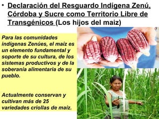 Declaración del Resguardo Indígena Zenú, Córdoba y Sucre como Territorio Libre de Transgénicos  (Los hijos del maiz) Para las comunidades indígenas Zenúes, el maíz es un elemento fundamental y soporte de su cultura, de los sistemas productivos y de la soberanía alimentaria de su pueblo.  Actualmente conservan y cultivan más de 25 variedades criollas de maíz.   