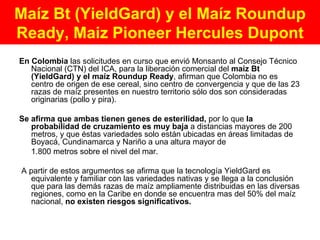 Maíz Bt (YieldGard) y el Maíz Roundup Ready, Maiz Pioneer Hercules Dupont En Colombia  las solicitudes en curso que envió Monsanto al Consejo Técnico Nacional (CTN) del ICA, para la liberación comercial del  maíz Bt (YieldGard) y el maíz Roundup Ready , afirman que Colombia no es centro de origen de ese cereal, sino centro de convergencia y que de las 23 razas de maíz presentes en nuestro territorio sólo dos son consideradas  originarias (pollo y pira).  Se afirma que ambas tienen genes de esterilidad,  por lo que  la probabilidad de cruzamiento es muy baja  a distancias mayores de 200 metros, y que éstas variedades solo están ubicadas en áreas limitadas de Boyacá, Cundinamarca y Nariño a una altura mayor de 1.800 metros sobre el nivel del mar. A partir de estos argumentos se afirma que la tecnología YieldGard es equivalente y familiar con las variedades nativas y se llega a la conclusión que para las demás razas de maíz ampliamente distribuidas en las diversas regiones, como en la Caribe en donde se encuentra mas del 50% del maíz nacional,  no existen riesgos significativos. 