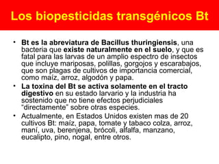Los biopesticidas transgénicos Bt Bt es la abreviatura de Bacillus thuringiensis , una bacteria que  existe naturalmente en el suelo , y que es fatal para las larvas de un amplio espectro de insectos que incluye mariposas, polillas, gorgojos y escarabajos, que son plagas de cultivos de importancia comercial, como maíz, arroz, algodón y papa.  La toxina del Bt se activa solamente en el tracto digestivo  en su estado larvario y la industria ha sostenido que no tiene efectos perjudiciales “directamente” sobre otras especies.  Actualmente, en Estados Unidos existen mas de 20 cultivos Bt: maíz, papa, tomate y tabaco colza, arroz, maní, uva, berenjena, brócoli, alfalfa, manzano, eucalipto, pino, nogal, entre otros. 