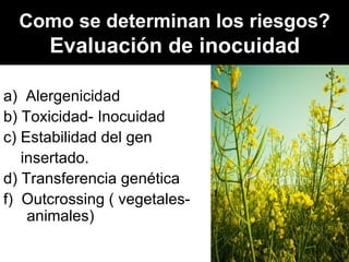 Como se determinan los riesgos?   Evaluación de inocuidad   a)  Alergenicidad b) Toxicidad- Inocuidad c) Estabilidad del gen  insertado. d) Transferencia genética f)  Outcrossing ( vegetales-animales) 