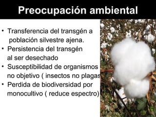 Preocupación ambiental Transferencia del transgén a población silvestre ajena. Persistencia del transgén al ser desechado Susceptibilidad de organismos no objetivo ( insectos no plagas ) Perdida de biodiversidad por monocultivo ( reduce espectro) 