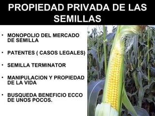 PROPIEDAD PRIVADA DE LAS SEMILLAS MONOPOLIO DEL MERCADO DE SEMILLA PATENTES ( CASOS LEGALES) SEMILLA TERMINATOR MANIPULACION Y PROPIEDAD DE LA VIDA BUSQUEDA BENEFICIO ECCO DE UNOS POCOS. 