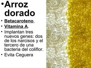 Arroz dorado Betacaroteno ,  Vitamina A . Implantan tres nuevos genes: dos de los narcisos y el tercero de una bacteria del coliflor. Evita Ceguera 