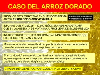 CASO DEL ARROZ DORADO PRODUCE BETA CAROTENO EN SU ENDOESPERMA ARROZ  ENRIQUECIDO CON VITAMINA A INFORME OMS Y UNICEF  100.000 NIÑOS SUFREN XEROSTALMIA  QUE ES LA AUSENCIA DE VIATMINA A, PROBLEMA DE SALUD PUBLICA INSTITUTO ROCKEFELLER DIO APOYO A LA INVESTIGACION DE DOS CIENTIFICOS: ALEMAN Y SUIZO.  Monsanto ya estaba desarrollando su propia mostaza rica en beta-caroteno  para ofrecérsela a los campesinos pobres del mundo.  El arroz 'dorado', enriquecido con vitamina A mediante procedimientos de ingeniería genética, constituye una brillante oportunidad para restablecer la credibilidad de la biotecnología y su aceptación pública  ¿INGENIERÍA GENÉTICA PARA COMBATIR LA DESNUTRICIÓN?  No tolerante a herbicidas No resistencia a insectos 