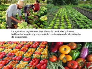 La agricultura orgánica excluye el uso de pesticidas químicos,  fertilizantes sintéticos y hormonas de crecimiento en la alimentación  de los animales.  