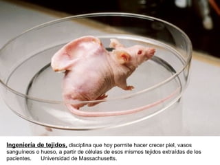 Ingeniería de tejidos,  disciplina que hoy permite hacer crecer piel, vasos sanguíneos o hueso, a partir de células de esos mismos tejidos extraídas de los pacientes.  Universidad de Massachusetts. 