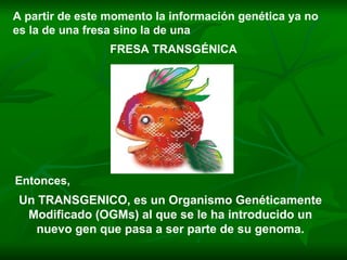 A partir de este momento la información genética ya no es la de una fresa sino la de una  FRESA TRANSGÉNICA Entonces, Un TRANSGENICO, es un Organismo Genéticamente Modificado (OGMs) al que se le ha introducido un nuevo gen que pasa a ser parte de su genoma. 