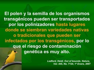 El polen y la semilla de los organismos transgénicos pueden ser transportados por los polinizadores  hasta lugares donde se siembran variedades nativas o tradicionales que pueden ser infectados por los transgénicos,  por lo que el riesgo de contaminación genética es muy alto. Ledford, Heidi. Out of bounds. Nature,  Vol. 445, No. 7124, 1º Enero, 2007 