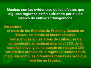 Muchas son las evidencias de los efectos que algunas regiones están sufriendo por el uso masivo de cultivos transgénicos. Por ejemplo:   el caso de los Estados de Puebla y Oaxaca en México, en donde al liberar semillas transgénicas en las áreas de cultivo, se ha contaminado aproximadamente el 32% de la semilla nativa, y se ha puesto en riesgo a 300 variedades propias de la región (autóctonas) de maíz, así como las diferentes formas de vida que existen en la zona. 