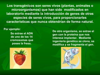 Los transgénicos son seres vivos (plantas, animales o microorganismos) que han sido  modificados en laboratorio mediante la introducción de genes de otras especies de seres vivos, para proporcionarles características que nunca obtendrían de forma natural. Por ejemplo: De otro organismo, se extrae el gen con la proteína que nos interesa implantar.  Mediante ingeniería genética se clona, se modifica y se fragmenta el gen. Se extrae el ADN de uno de los 14 cromosomas que posee la fresa. 