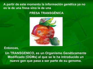 A partir de este momento la información genética ya no es la de una fresa sino la de una  FRESA TRANSGÉNICA Entonces, Un TRANSGENICO, es un Organismo Genéticamente Modificado (OGMs) al que se le ha introducido un nuevo gen que pasa a ser parte de su genoma. 