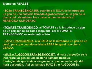 Ejemplos REALES: SOJA TRANSGÉNICA RR , cuando a la SOJA se le introduce un gen de una bacteria llamada Agrobacterium o un gen de la planta del crisantemo, los cuales le dan resistencia al HERBICIDA GLIFOSATO. TOMATE TRANSGÉNICO , al TOMATE se le introduce un gen de un pez conocido como lenguado, así el TOMATE TRANSGÉNICO es resistente al frío. PAPA TRANSGÉNICA , a la PAPA se le introduce un gen de un cerdo para que cuando se fría la PAPA tenga el rico olor a CERDO. -  MAIZ o ALGODÓN TRANSGÉNICO BT , al maíz o algodón se le incorpora un gen de una bacteria llamada Bacillus thuringiensis que mata a los gusanos que comen la hoja del maíz o algodón.  Así es llamado MAÍZ Bt, o ALGODÓN Bt. 