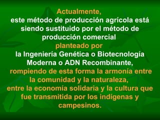 Actualmente,   este método de producción agrícola está siendo sustituido por el método de producción comercial   planteado por   la Ingeniería Genética o Biotecnología Moderna o ADN Recombinante, rompiendo de esta forma la armonía entre la comunidad y la naturaleza,  entre la economía solidaria y la cultura que fue transmitida por los indígenas y campesinos. 