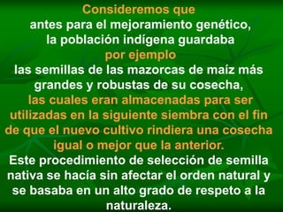 Consideremos que
     antes para el mejoramiento genético,
        la población indígena guardaba
                   por ejemplo
  las semillas de las mazorcas de maíz más
      grandes y robustas de su cosecha,
     las cuales eran almacenadas para ser
 utilizadas en la siguiente siembra con el fin
de que el nuevo cultivo rindiera una cosecha
          igual o mejor que la anterior.
 Este procedimiento de selección de semilla
nativa se hacía sin afectar el orden natural y
 se basaba en un alto grado de respeto a la
                   naturaleza.
 