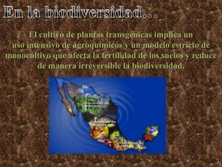 “La contaminación genética de especies nativas o silvestres.”Se han presentado diversos casos de contaminación, debido a la siembra ilegal, deliberada o accidental. Como en el caso del maíz mexicano.
