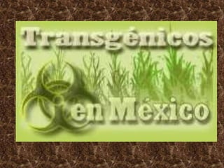 Guía de transgénicos y consumo responsable
