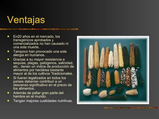 Ventajas En20 años en el mercado, los transgénicos aprobados y comercializados no han causado ni una sola muerte. Tampoco han provocado una sola alergia en humanos. Gracias a su mayor resistencia a sequías, plagas, patógenos, salinidad, etc., tienen un índice de producción de alimentos por hectárea bastante mayor al de los cultivos "tradicionales. Si fueran legalizados en todos los países deberían contribuir a un descenso significativo en el precio de los alimentos. Además de paliar gran parte del hambre en el mundo. Tengan mejores cualidades nutritivas. 