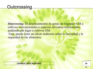 Outcrossing .  El desplazamiento de genes de vegetales GM a cultivos convencionales o especies silvestres relacionadas,  pudiendo dar lugar a cultivos GM.  Esto  puede tener un efecto indirecto sobre la inocuidad y la seguridad de los alimentos.  Outcrossing 