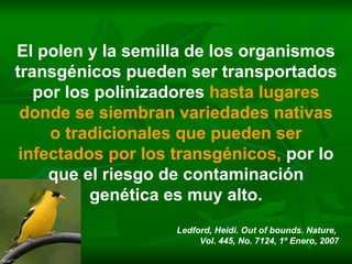 El polen y la semilla de los organismos transgénicos pueden ser transportados por los polinizadores  hasta lugares donde se siembran variedades nativas o tradicionales que pueden ser infectados por los transgénicos,  por lo que el riesgo de contaminación genética es muy alto. Ledford, Heidi. Out of bounds. Nature,  Vol. 445, No. 7124, 1º Enero, 2007 