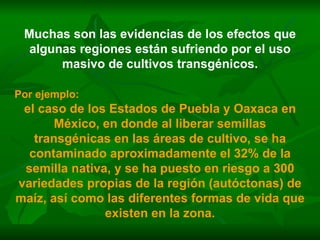 Muchas son las evidencias de los efectos que algunas regiones están sufriendo por el uso masivo de cultivos transgénicos. Por ejemplo:   el caso de los Estados de Puebla y Oaxaca en México, en donde al liberar semillas transgénicas en las áreas de cultivo, se ha contaminado aproximadamente el 32% de la semilla nativa, y se ha puesto en riesgo a 300 variedades propias de la región (autóctonas) de maíz, así como las diferentes formas de vida que existen en la zona. 