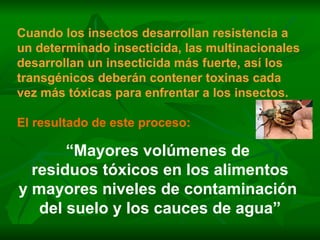 Cuando los insectos desarrollan resistencia a un determinado insecticida, las multinacionales desarrollan un insecticida más fuerte, así los transgénicos deberán contener toxinas cada vez más tóxicas para enfrentar a los insectos. El resultado de este proceso: “ Mayores volúmenes de  residuos tóxicos en los alimentos y mayores niveles de contaminación  del suelo y los cauces de agua” 