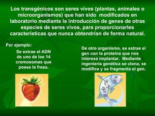Los transgénicos son seres vivos (plantas, animales o microorganismos) que han sido  modificados en laboratorio mediante la introducción de genes de otras especies de seres vivos, para proporcionarles características que nunca obtendrían de forma natural. Por ejemplo: De otro organismo, se extrae el gen con la proteína que nos interesa implantar.  Mediante ingeniería genética se clona, se modifica y se fragmenta el gen. Se extrae el ADN de uno de los 14 cromosomas que posee la fresa. 