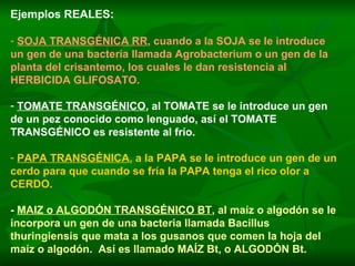 Ejemplos REALES: SOJA TRANSGÉNICA RR , cuando a la SOJA se le introduce un gen de una bacteria llamada Agrobacterium o un gen de la planta del crisantemo, los cuales le dan resistencia al HERBICIDA GLIFOSATO. TOMATE TRANSGÉNICO , al TOMATE se le introduce un gen de un pez conocido como lenguado, así el TOMATE TRANSGÉNICO es resistente al frío. PAPA TRANSGÉNICA , a la PAPA se le introduce un gen de un cerdo para que cuando se fría la PAPA tenga el rico olor a CERDO. -  MAIZ o ALGODÓN TRANSGÉNICO BT , al maíz o algodón se le incorpora un gen de una bacteria llamada Bacillus thuringiensis que mata a los gusanos que comen la hoja del maíz o algodón.  Así es llamado MAÍZ Bt, o ALGODÓN Bt. 