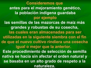 Consideremos que antes para el mejoramiento genético, la población indígena guardaba por ejemplo las semillas de las mazorcas de maíz más grandes y robustas de su cosecha, las cuales eran almacenadas para ser utilizadas en la siguiente siembra con el fin de que el nuevo cultivo rindiera una cosecha igual o mejor que la anterior.   Este procedimiento de selección de semilla nativa se hacía sin afectar el orden natural y se basaba en un alto grado de respeto a la naturaleza. 