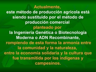 Actualmente,   este método de producción agrícola está siendo sustituido por el método de producción comercial   planteado por   la Ingeniería Genética o Biotecnología Moderna o ADN Recombinante, rompiendo de esta forma la armonía entre la comunidad y la naturaleza,  entre la economía solidaria y la cultura que fue transmitida por los indígenas y campesinos. 