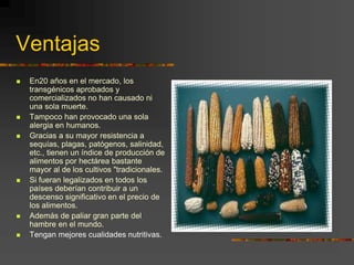 Ventajas
 En20 años en el mercado, los
transgénicos aprobados y
comercializados no han causado ni
una sola muerte.
 Tampoco han provocado una sola
alergia en humanos.
 Gracias a su mayor resistencia a
sequías, plagas, patógenos, salinidad,
etc., tienen un índice de producción de
alimentos por hectárea bastante
mayor al de los cultivos "tradicionales.
 Si fueran legalizados en todos los
países deberían contribuir a un
descenso significativo en el precio de
los alimentos.
 Además de paliar gran parte del
hambre en el mundo.
 Tengan mejores cualidades nutritivas.
 