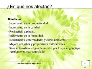 ¿En qué nos afectan? Beneficios  · Incremento en la productividad. · Incremento en la calidad. · Resistencia a plagas. · Incremento en la inocuidad. · Resistencia a enfermedades y estrés ambiental. · Mejora del sabor y propiedades nutricionales. · Sólo se transfiere el gen de interés, por lo que el genotipo resultante es mas controlado. 