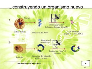 A. B. ...construyendo un organismo nuevo 