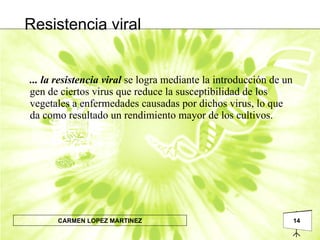 ... la resistencia viral   se logra mediante la introducción de un gen de ciertos virus que reduce la susceptibilidad de los vegetales a enfermedades causadas por dichos virus, lo que da como resultado un rendimiento mayor de los cultivos. Resistencia viral 