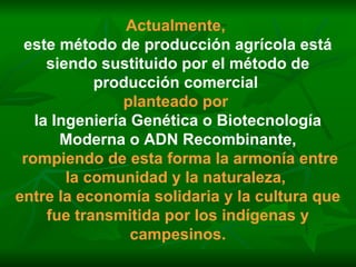 Actualmente,   este método de producción agrícola está siendo sustituido por el método de producción comercial   planteado por   la Ingeniería Genética o Biotecnología Moderna o ADN Recombinante, rompiendo de esta forma la armonía entre la comunidad y la naturaleza,  entre la economía solidaria y la cultura que fue transmitida por los indígenas y campesinos. 