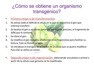 ¿Cómo se obtiene un organismo
              transgénico?
•    Primera etapa o de transformación:
1.   Se extrae todo el ADN de la célula en la que se encuentra el gen que
     interesa transferir.
2.   Se localiza el gen y se extrae cortando por lugares precisos, el fragmento de
     ADN que lo contiene.
3.   Se clona el gen.
4.   Se modifica el gen exógeno añadiendo otros fragmentos para facilitar su
     lectura. Este se llama transgén.
5.   Se introduce el transgén en el núcleo de la célula que se quiere modificar.
     Para ello se utiliza un vector.


•.   Segunda etapa o de regeneración: obteniendo una planta o animal a
     partir de la célula cuyo genoma se ha modificado.
 