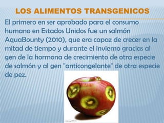 LOS ALIMENTOS TRANSGENICOS
El primero en ser aprobado para el consumo
humano en Estados Unidos fue un salmón
AquaBounty (2010), que era capaz de crecer en la
mitad de tiempo y durante el invierno gracias al
gen de la hormona de crecimiento de otra especie
de salmón y al gen "anticongelante" de otra especie
de pez.
 