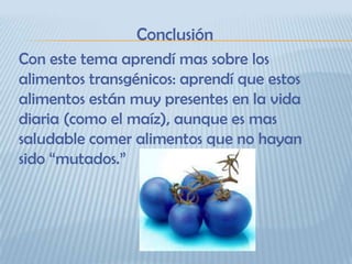 Conclusión
Con este tema aprendí mas sobre los
alimentos transgénicos: aprendí que estos
alimentos están muy presentes en la vida
diaria (como el maíz), aunque es mas
saludable comer alimentos que no hayan
sido “mutados.”
 