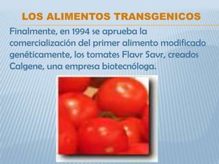LOS ALIMENTOS TRANSGENICOS
Finalmente, en 1994 se aprueba la
comercialización del primer alimento modificado
genéticamente, los tomates Flavr Savr, creados
Calgene, una empresa biotecnóloga.
 