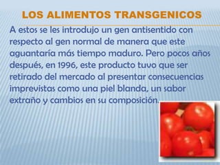 LOS ALIMENTOS TRANSGENICOS
A estos se les introdujo un gen antisentido con
respecto al gen normal de manera que este
aguantaría más tiempo maduro. Pero pocos años
después, en 1996, este producto tuvo que ser
retirado del mercado al presentar consecuencias
imprevistas como una piel blanda, un sabor
extraño y cambios en su composición.
 