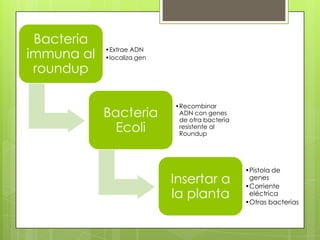 Preocupación ambiental

 Transferencia  del gen a la población silvestre.
 Pérdida de biodiversidad por monocultivo
 Transferencia horizontal
 Peligro a las variedades nativas lejanas .
 