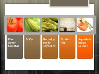 Flavr savr tomatos™-US 1994
   Tiene gen añadido
   piel del tomate más fuerte
   Fue un fracaso comercial
   Tomate convencional-
   Normalmente los tomates
    se recogen verdes y se
    maduran artificialmente
    con productos químicos.
    Usan Etileno
   Que es mejor para la salud
    tomate convencional o
    transgénico?
 