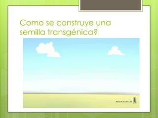 Como se construye una
semilla transgénica?
 