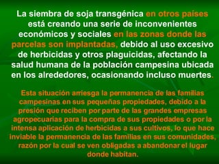 La siembra de soja transgénica  en otros países  está creando una serie de inconvenientes económicos y sociales  en las zonas donde las parcelas son implantadas,  debido al uso excesivo de herbicidas y otros plaguicidas, afectando la salud humana de la población campesina ubicada en los alrededores, ocasionando incluso muertes . Esta situación arriesga la permanencia de las familias campesinas en sus pequeñas propiedades, debido a la presión que reciben por parte de las grandes empresas agropecuarias para la compra de sus propiedades o por la intensa aplicación de herbicidas a sus cultivos, lo que hace inviable la permanencia de las familias en sus comunidades, razón por la cual se ven obligadas a abandonar el lugar donde habitan. 